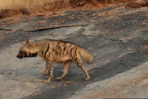 Jawai: Leopard Safari and Wildlife Experience