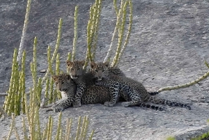 Jawai: Leopard Safari and Wildlife Experience