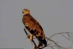 Jawai: Leopard Safari and Wildlife Experience