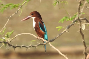 Jawai: Leopard Safari and Wildlife Experience