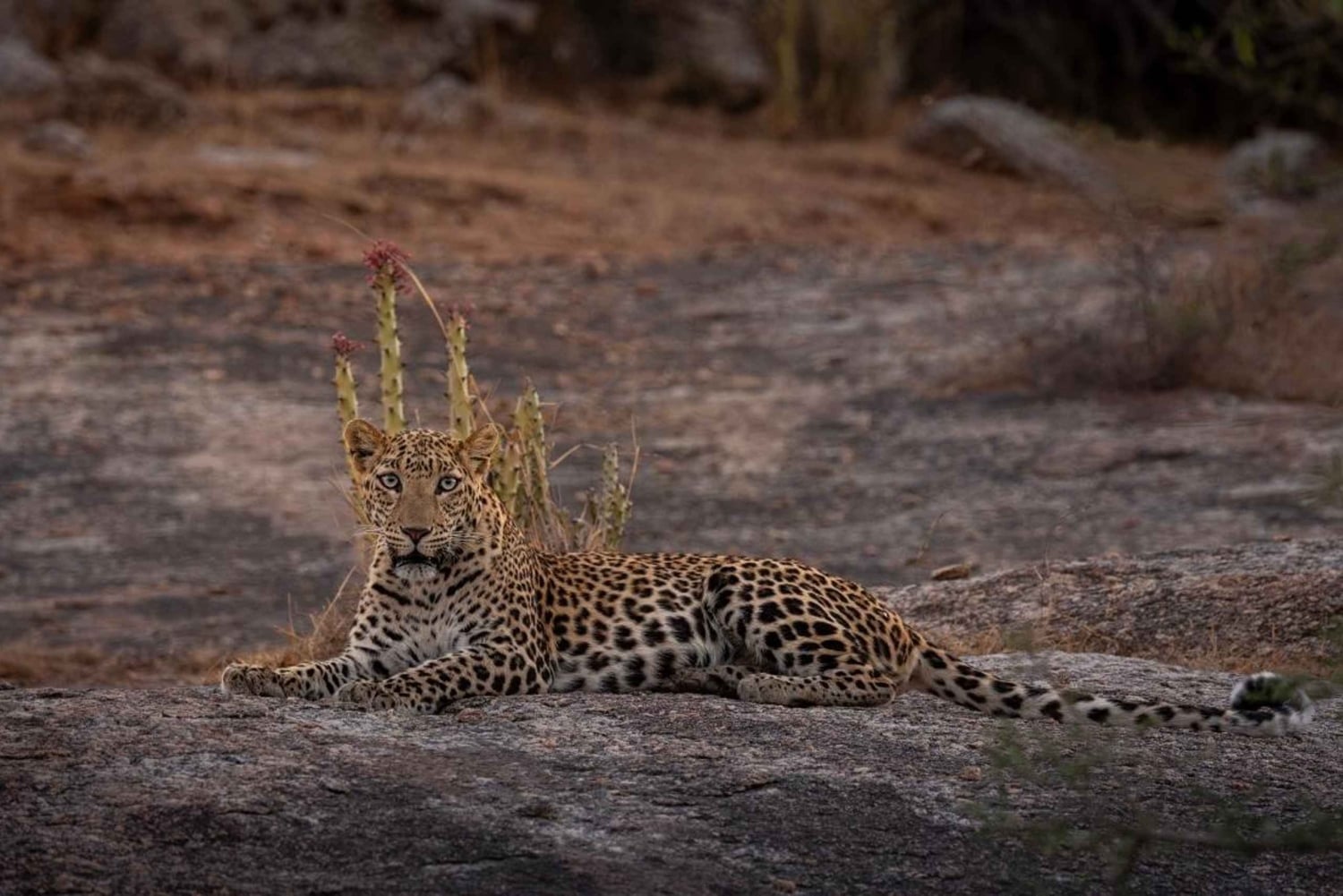 Jawai: Leopard Safari in Aravalli Hills