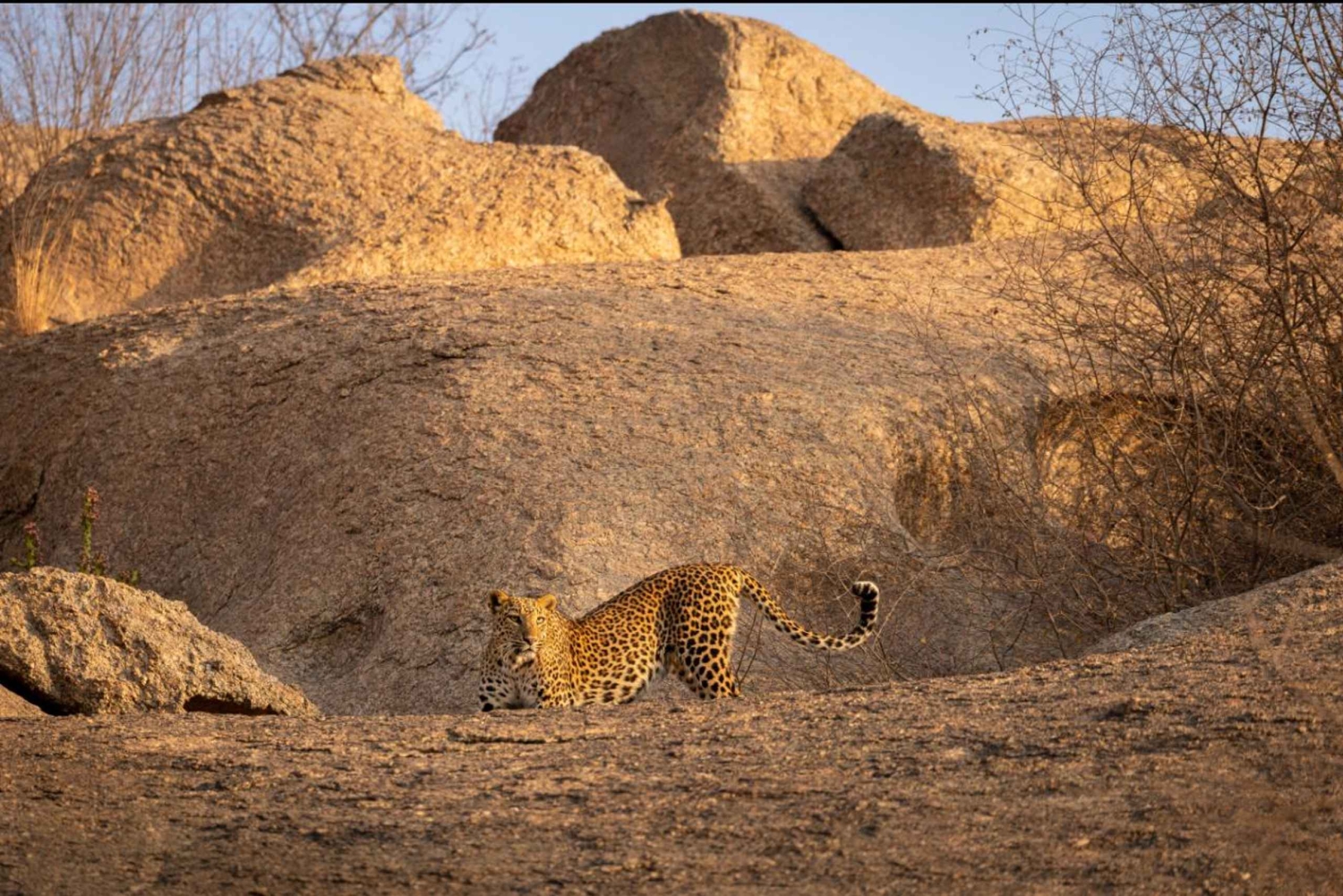 Jawai: Leopard Safari in Aravalli Hills