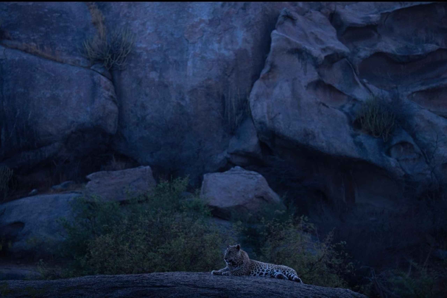 Jawai: Leopard Safari in Aravalli Hills