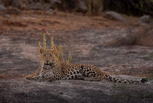 Jawai: Leopard Safari in Aravalli Hills