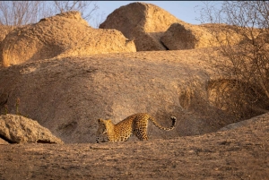 Jawai: Leopard Safari in Aravalli Hills