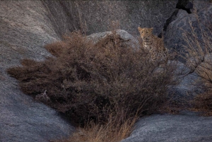 Jawai: Leopard Safari in Aravalli Hills