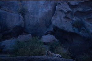 Jawai: Leopard Safari in Aravalli Hills