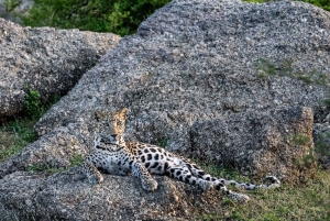 Jawai: Leopard Safari in Aravalli Hills