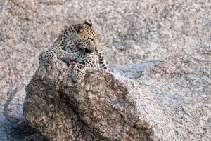 Jawai: Leopard Safari in Aravalli Hills