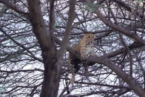 Jawai Leopard Gypsy Safari