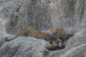 Jawai Leopard Gypsy Safari