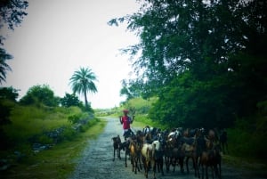 Jawai Leopard Gypsy Safari