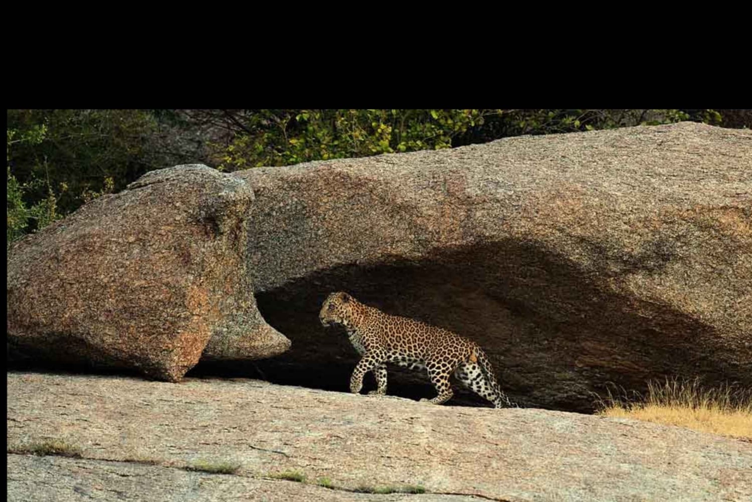 Jawai: senderos de leopardos, historias tribales y paseo nocturno