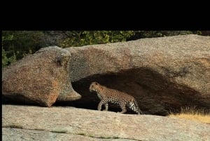 Jawai: senderos de leopardos, historias tribales y paseo nocturno
