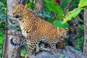 Jawai: senderos de leopardos, historias tribales y paseo nocturno