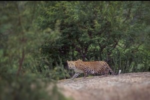 Jawai: senderos de leopardos, historias tribales y paseo nocturno