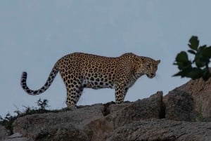Jawai: senderos de leopardos, historias tribales y paseo nocturno