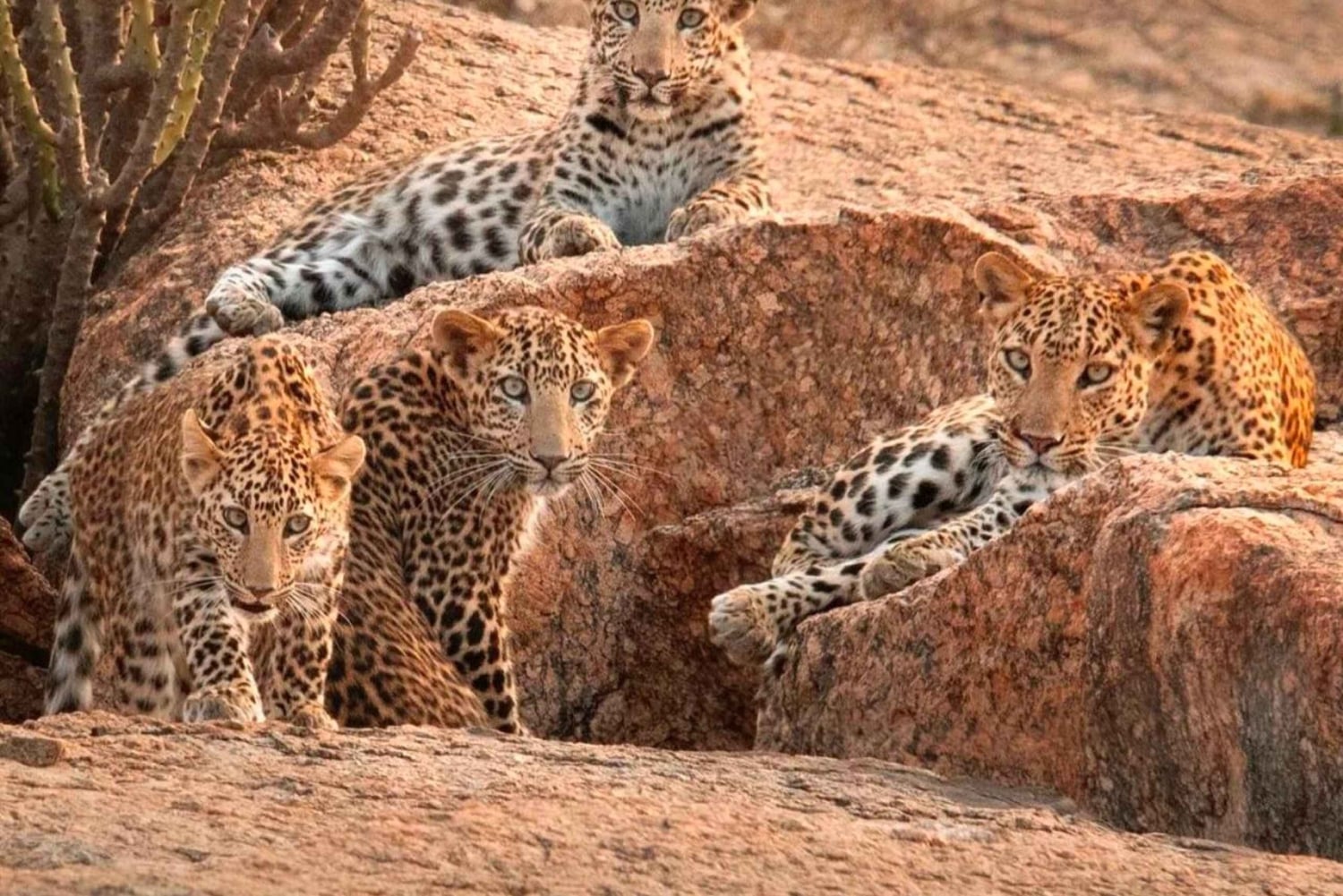 Jawai Leopard Wildlife Safari Private Tour In einem 4x4 Jeep