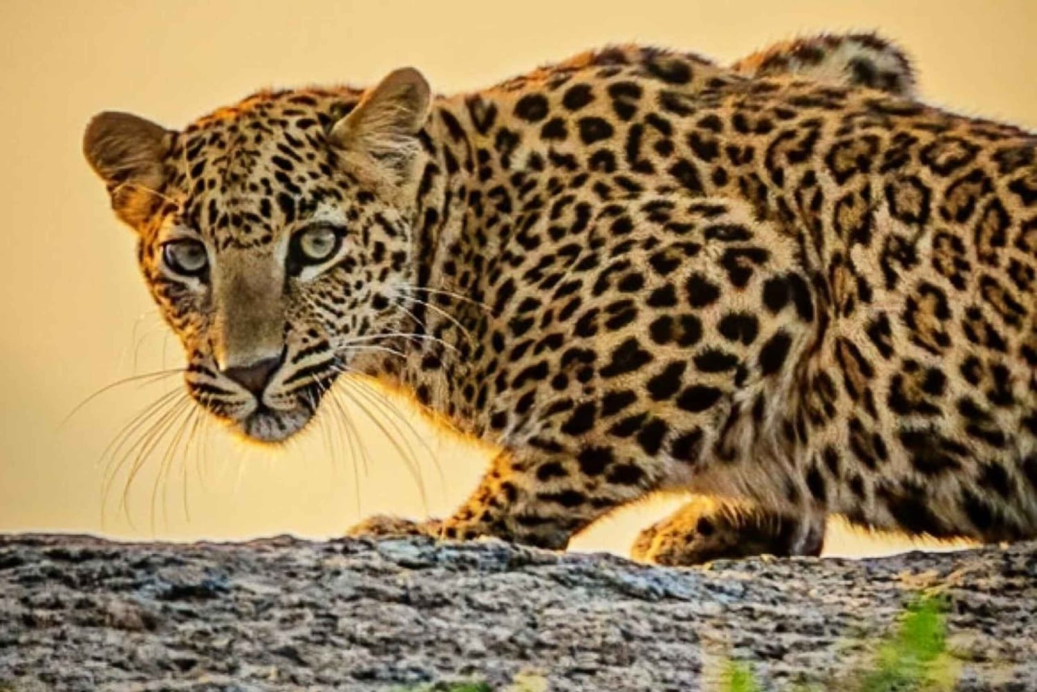 Jawai Leopard Wildlife Safari Private Tour In einem 4x4 Jeep