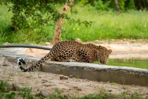 ジャワイ ヒョウ野生動物サファリ プライベートツアー 4x4ジープにて