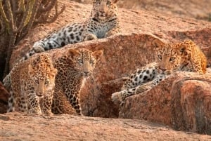 ジャワイ ヒョウ野生動物サファリ プライベートツアー 4x4ジープにて