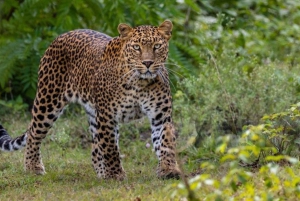 ジャワイ ヒョウ野生動物サファリ プライベートツアー 4x4ジープにて