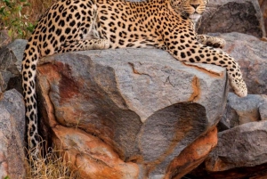 ジャワイ ヒョウ野生動物サファリ プライベートツアー 4x4ジープにて