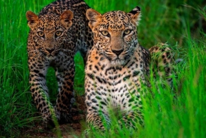 ジャワイ ヒョウ野生動物サファリ プライベートツアー 4x4ジープにて