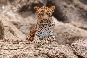 ジャワイ ヒョウ野生動物サファリ プライベートツアー 4x4ジープにて