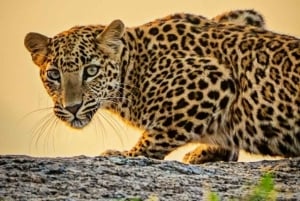 Jawai Leopard Wildlife Safari Private Tour In einem 4x4 Jeep