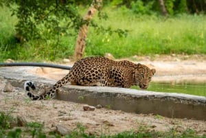Jawai Leopard Wildlife Safari Private Tour In einem 4x4 Jeep