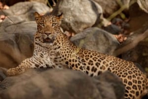 Jawai Leopard Wildlife Safari Private Tour In einem 4x4 Jeep