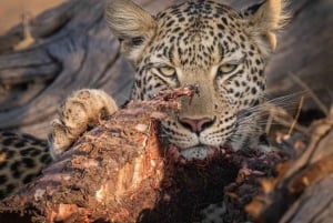 Jawai Leopard Wildlife Safari Private Tour In einem 4x4 Jeep