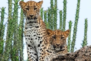 Jawai Leopard Wildlife Safari Private Tour In einem 4x4 Jeep