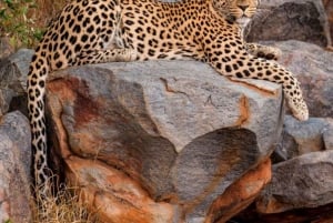 Jawai Leopard Wildlife Safari Private Tour In einem 4x4 Jeep