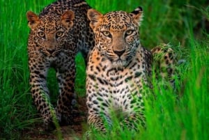 Jawai Leopard Wildlife Safari Private Tour In einem 4x4 Jeep