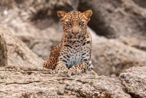 Jawai Leopard Wildlife Safari Private Tour In einem 4x4 Jeep