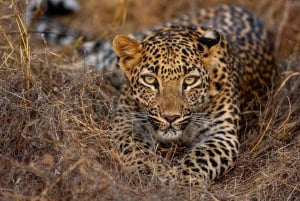 Jawai Leopard Wildlife Safari Private Tour In einem 4x4 Jeep