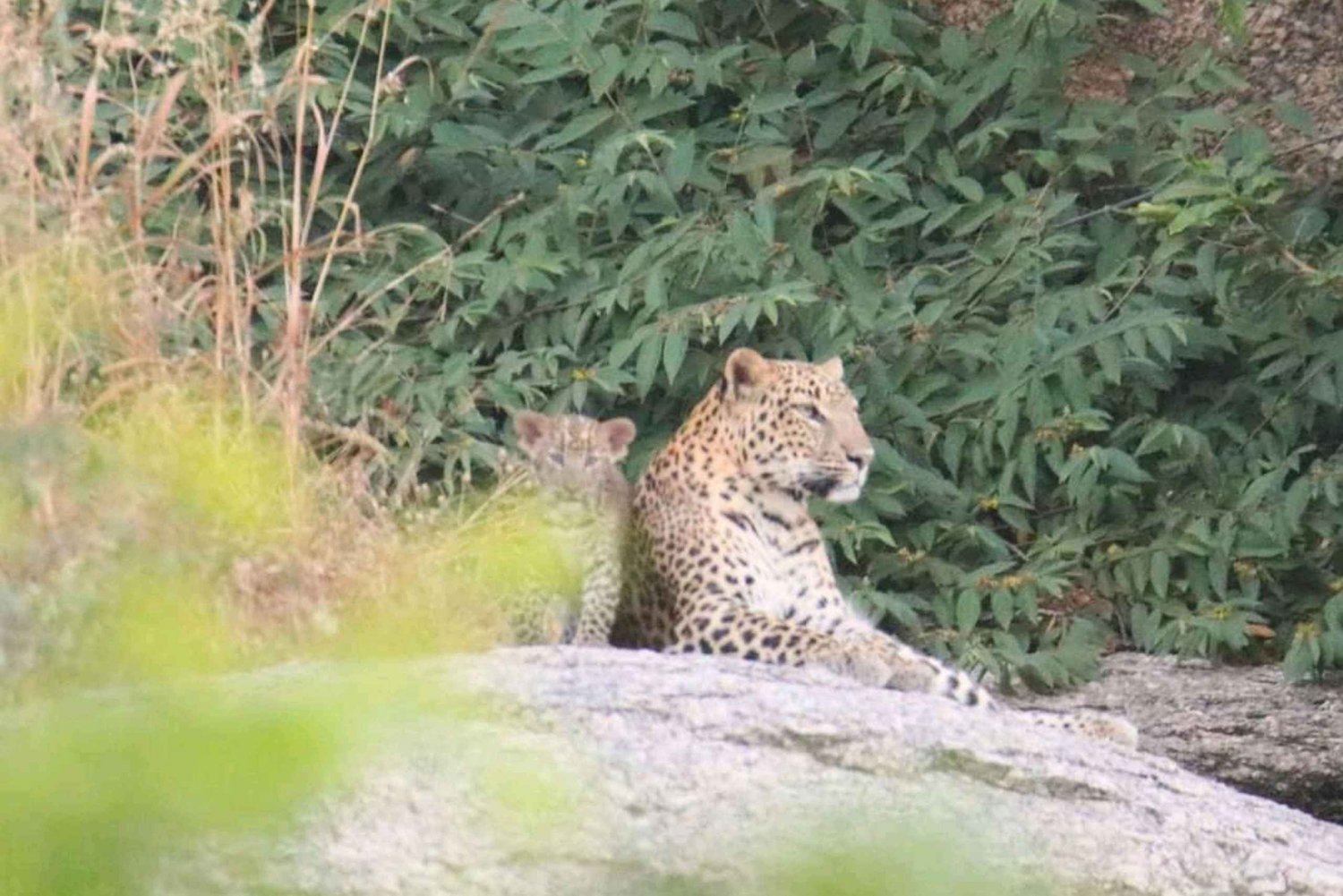 Jawai : le pays des léopards safari par gypsy