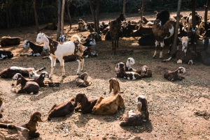 Jawai: Rundtur i byn och utsiktspunkten