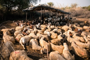 Jawai: Rundtur i byn och utsiktspunkten