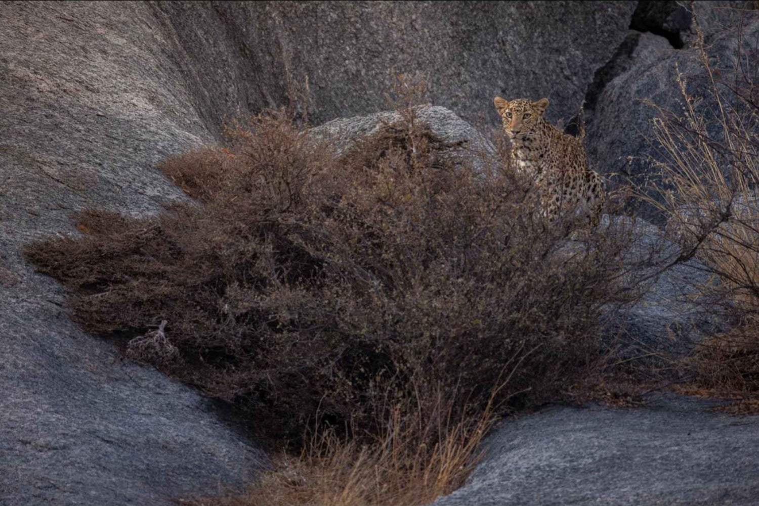 Jawai Wildstone Trail: Reise durch das Reich der Leoparden