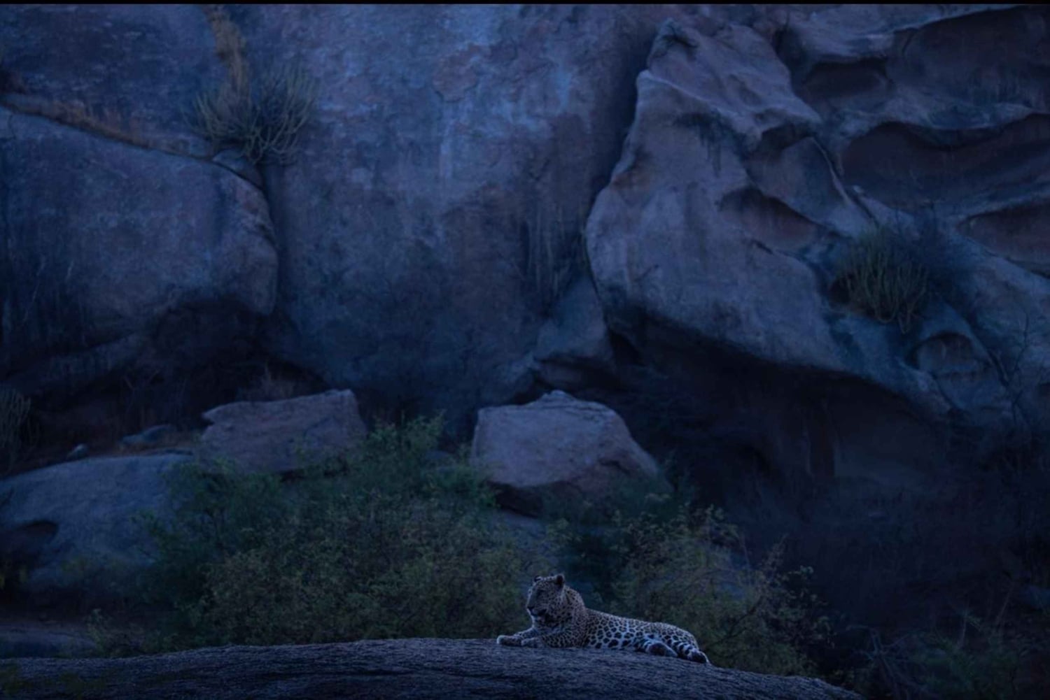 Jawai Wildstone Trail: Reise durch das Reich der Leoparden