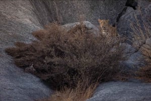 Jawai Wildstone Trail: Reise durch das Reich der Leoparden