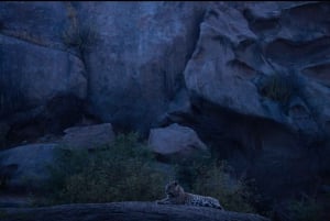 Jawai Wildstone Trail: Reise durch das Reich der Leoparden