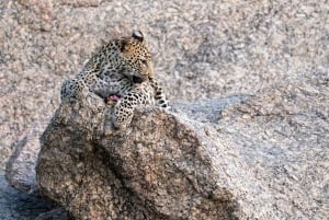 Jawai Wildstone Trail: Reise durch das Reich der Leoparden