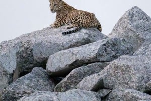 Jawai Wildstone Trail: Reise durch das Reich der Leoparden