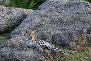 Jawai Wildstone Trail: Reise durch das Reich der Leoparden