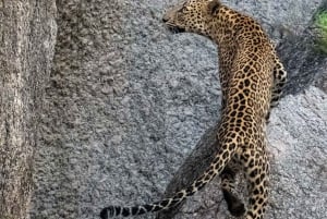 Jawai Wildstone Trail: Reise durch das Reich der Leoparden