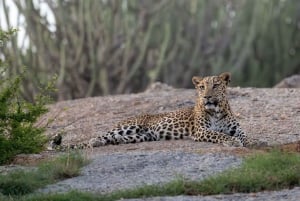 Jawai Wildstone Trail: Reise durch das Reich der Leoparden